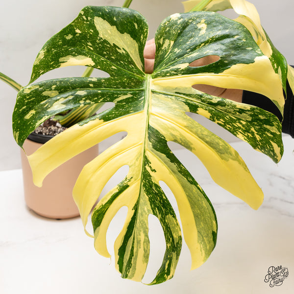 Monstera Deliciosa 'Creme Brûlée' (wk47-UR)