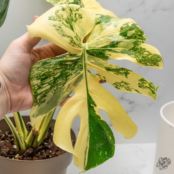 Monstera Deliciosa 'Creme Brûlée' (wk49-B)
