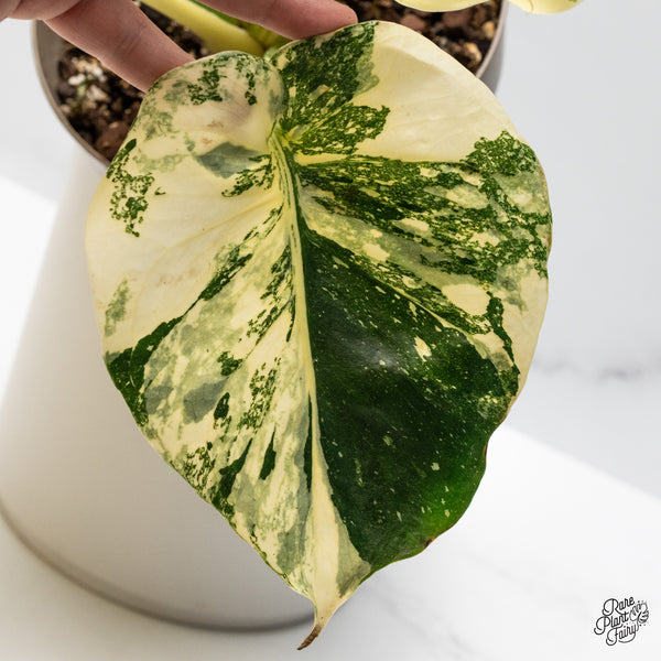 Monstera Deliciosa 'Creme Brûlée' (wk49-B)