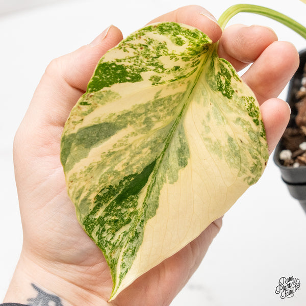 Monstera Deliciosa 'Creme Brûlée' (wk50-D)