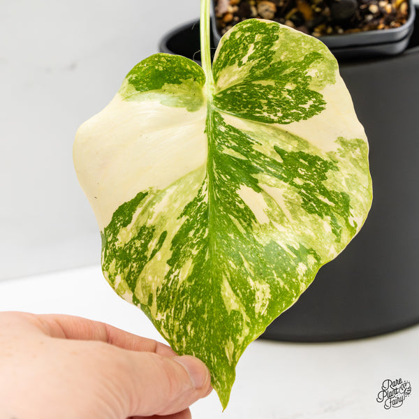 Monstera Deliciosa 'Creme Brûlée' (wk51-B)