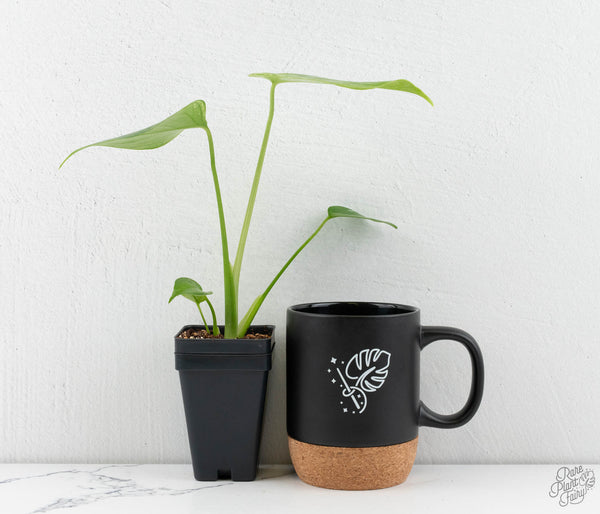 Monstera deliciosa 'Devil Monster' (wk11-UG)