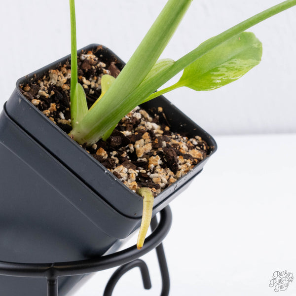 Monstera deliciosa 'Devil Monster' (wk11-UV)