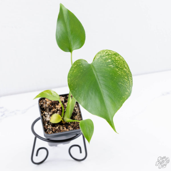 Monstera deliciosa 'Devil Monster' (wk11-UV)