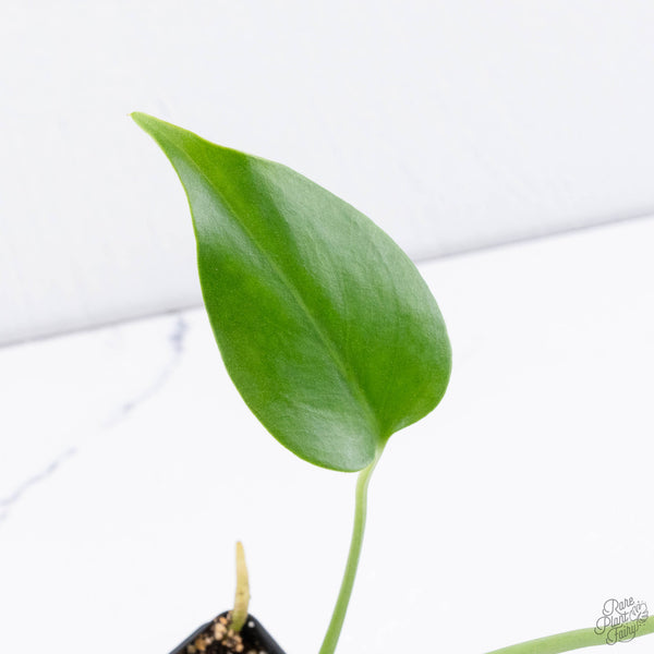 Monstera deliciosa 'Devil Monster' (wk11-UV)