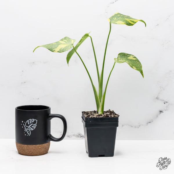 Monstera Deliciosa 'Electrolyte' (wk45-F)