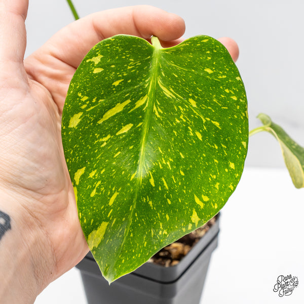 Monstera Deliciosa 'Electrolyte' (wk46-AB)