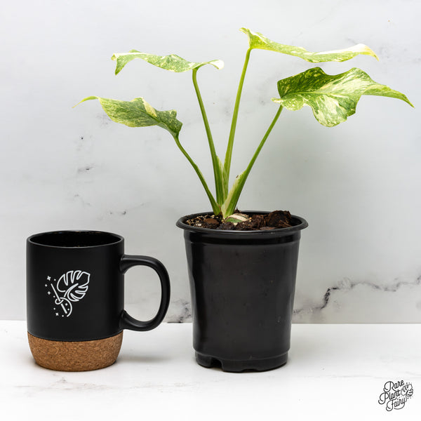 Monstera Deliciosa 'Fairy Dust' (wk45-M)