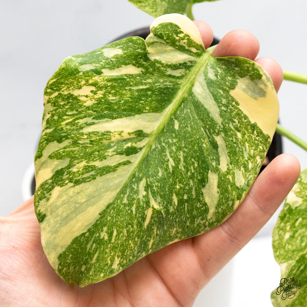 Monstera Deliciosa 'Fairy Dust' (wk45-M)