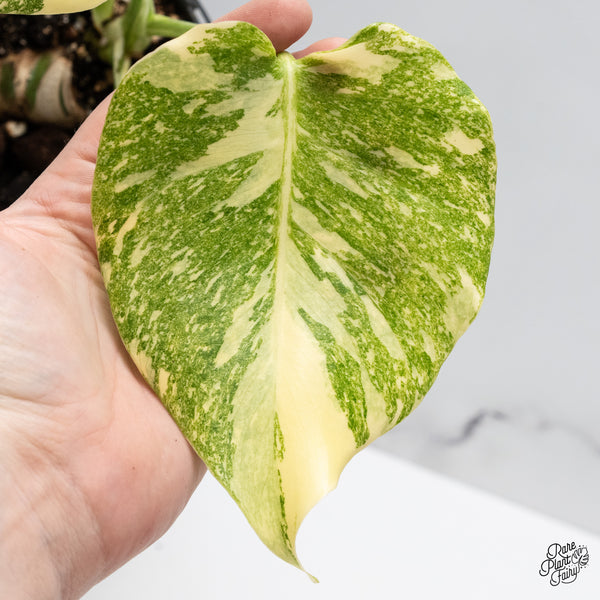 Monstera Deliciosa 'Fairy Dust' (wk45-M)