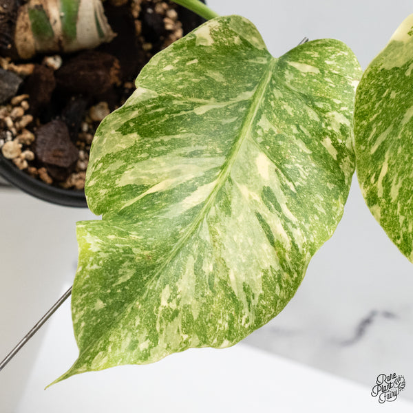 Monstera Deliciosa 'Fairy Dust' (wk45-M)