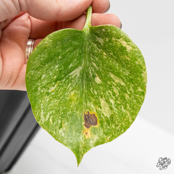 Monstera Deliciosa 'Fairy Dust' (wk4-UA)