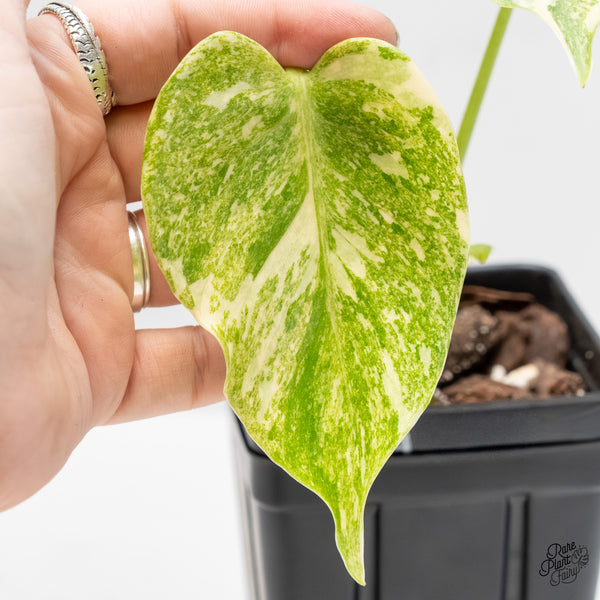 Monstera Deliciosa 'Fairy Dust' (wk4-UA)