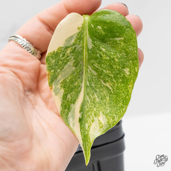 Monstera Deliciosa 'Fairy Dust' (wk4-UA)