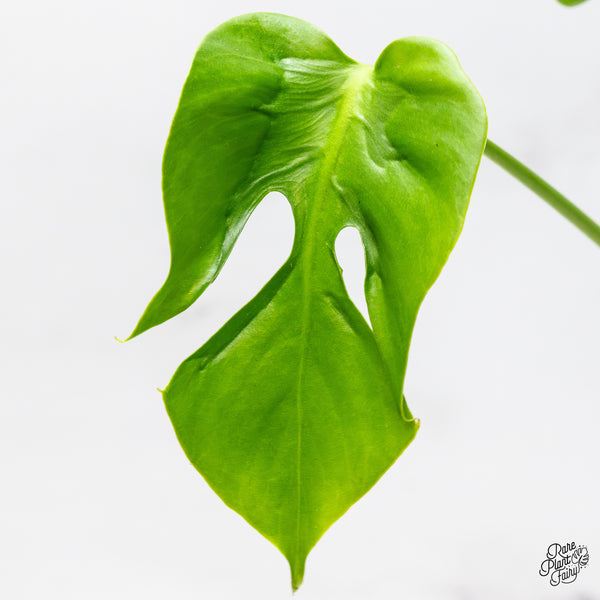 Monstera Deliciosa 'Hurricane' (wk50-UC)