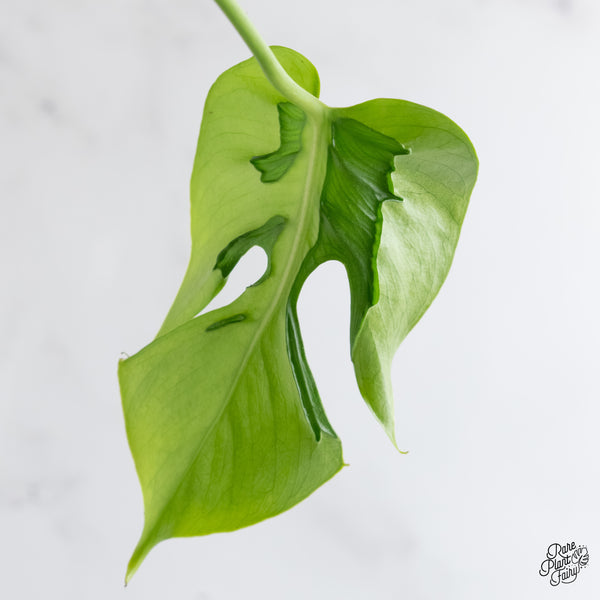 Monstera Deliciosa 'Hurricane' (wk6-UG)