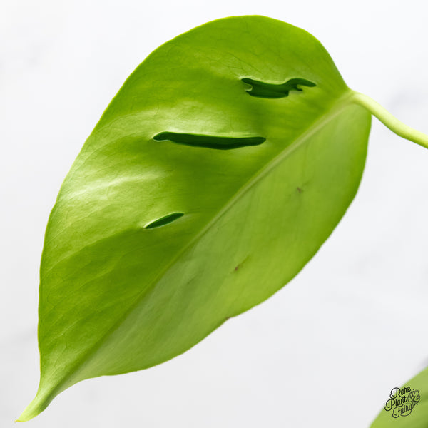 Monstera Deliciosa 'Hurricane' (wk6-UG)