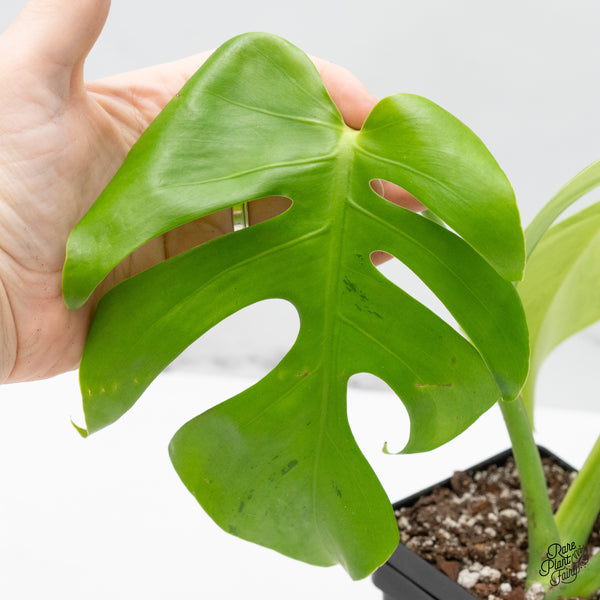 Monstera 'Light Lime' (wk49-UC)