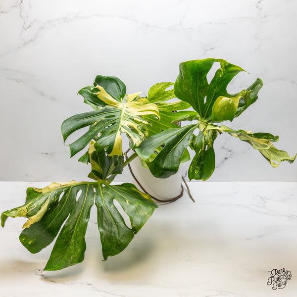 Monstera Deliciosa 'Masterpiece' (wk51-UM) - Original US Clone