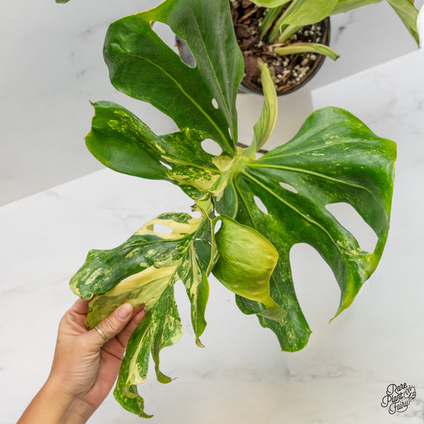 Monstera Deliciosa 'Masterpiece' (wk51-UM) - Original US Clone
