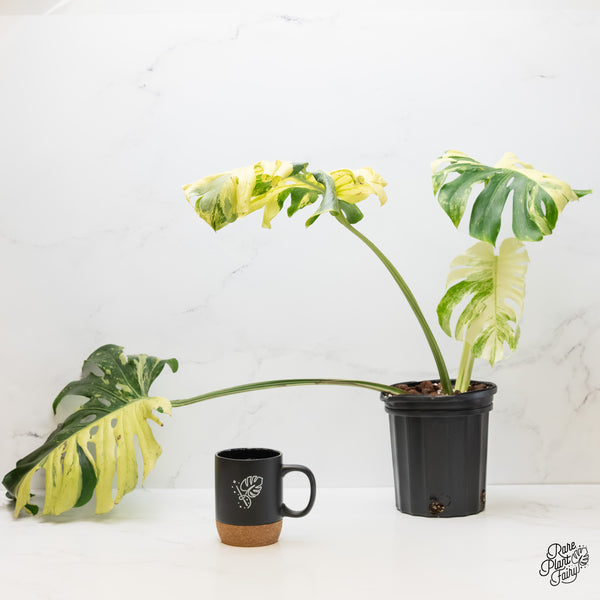 Monstera Deliciosa 'Masterpiece' (wk5-UL)