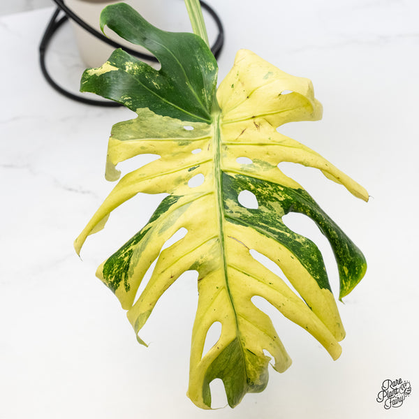 Monstera Deliciosa 'Masterpiece' (wk5-UL)