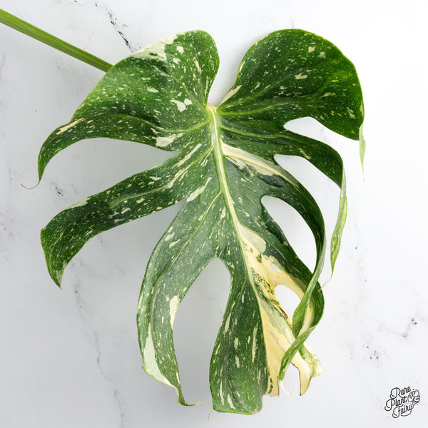Monstera Deliciosa 'Medusa' (wk43-T)