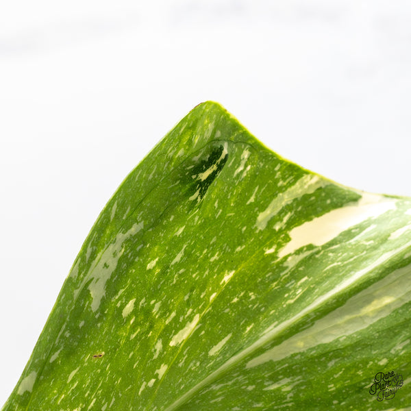 Monstera Deliciosa 'Medusa' (wk45-E)