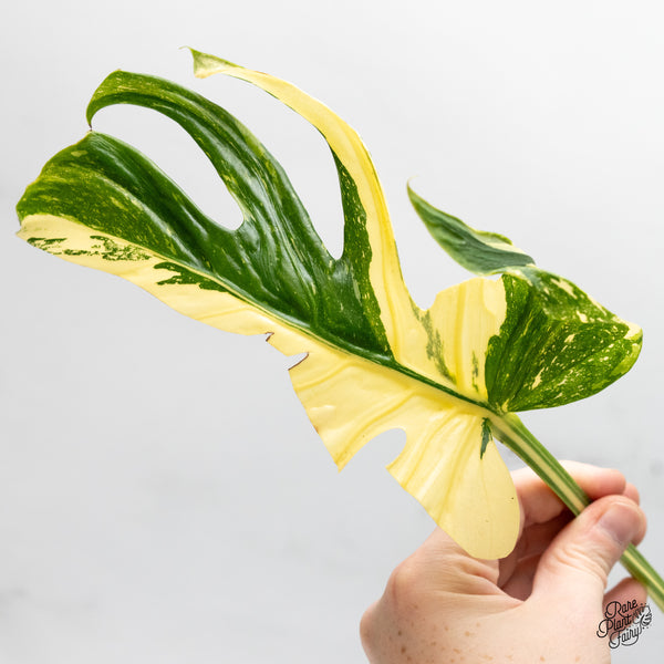 Monstera Deliciosa 'Medusa' (wk49-UP)