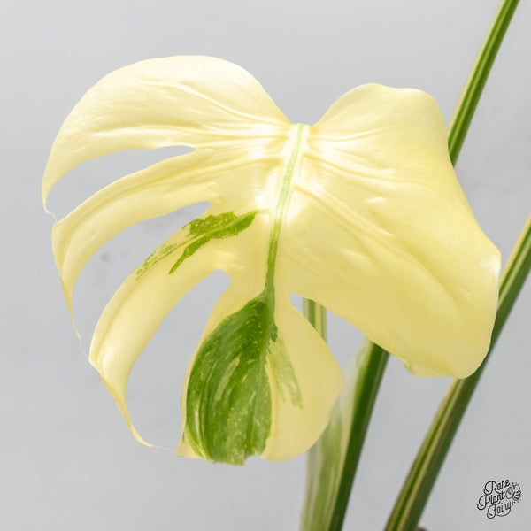 Monstera Deliciosa 'Medusa' (wk49-UP)