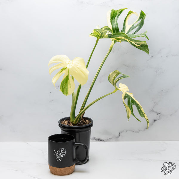 Monstera Deliciosa 'Medusa' (wk49-UP)