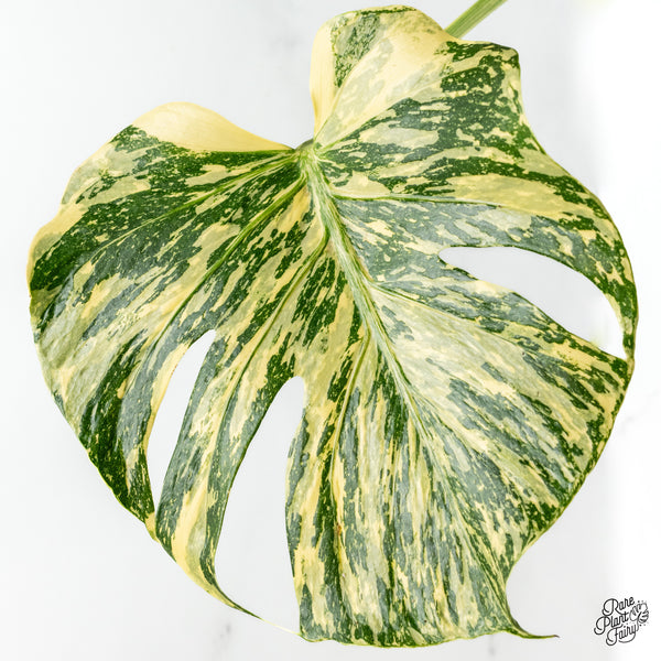 Monstera Deliciosa 'Medusa' (wk50-UF) *Ultra High Color*