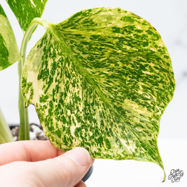 Monstera Deliciosa 'Medusa' (wk50-UF) *Ultra High Color*