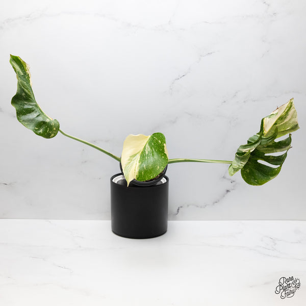 Monstera Deliciosa 'Medusa' (wk51-UD)