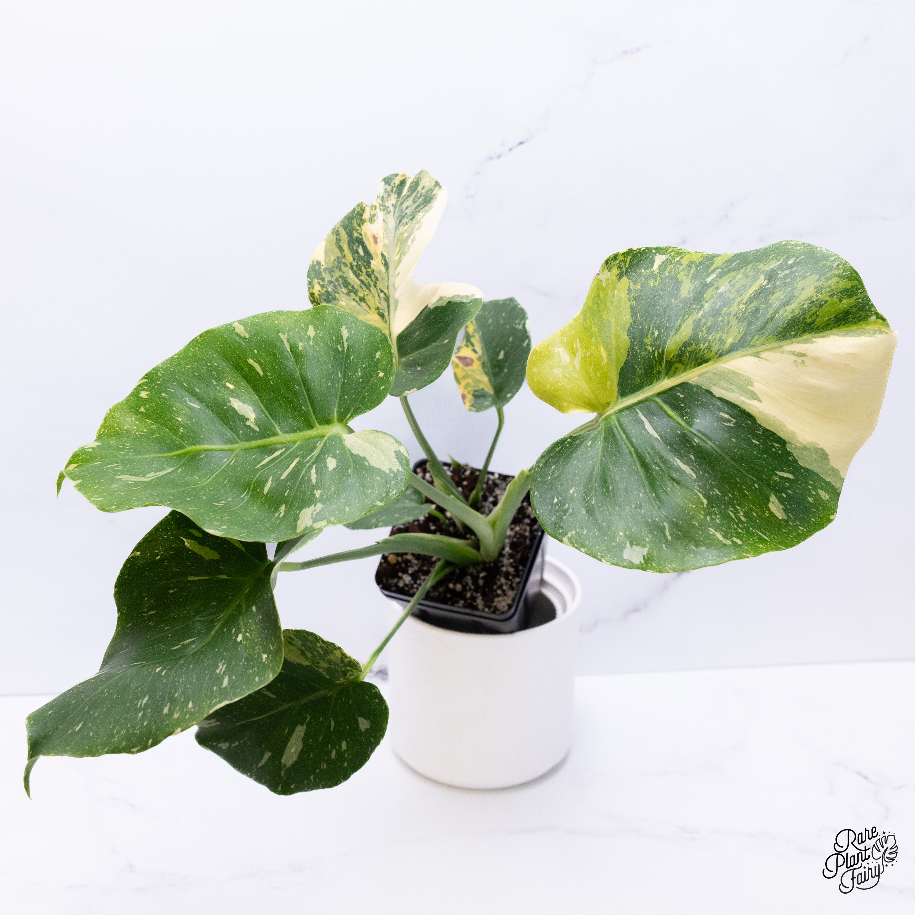お盆だよ！3000円スタート！Monstera full mint モンステラフルミント