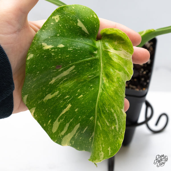 Monstera Deliciosa Thai constellation Tricolor *Contorted* (wk49-D)