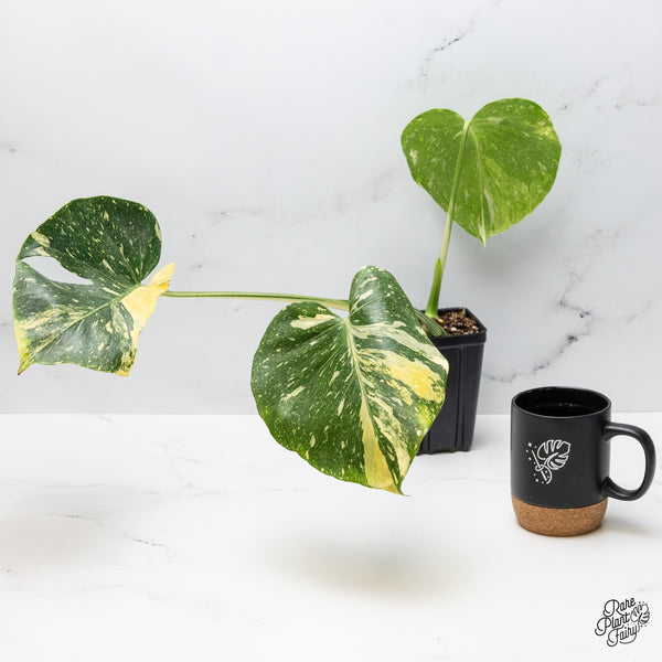 Monstera Deliciosa 'Miracle' (wk49-UN)