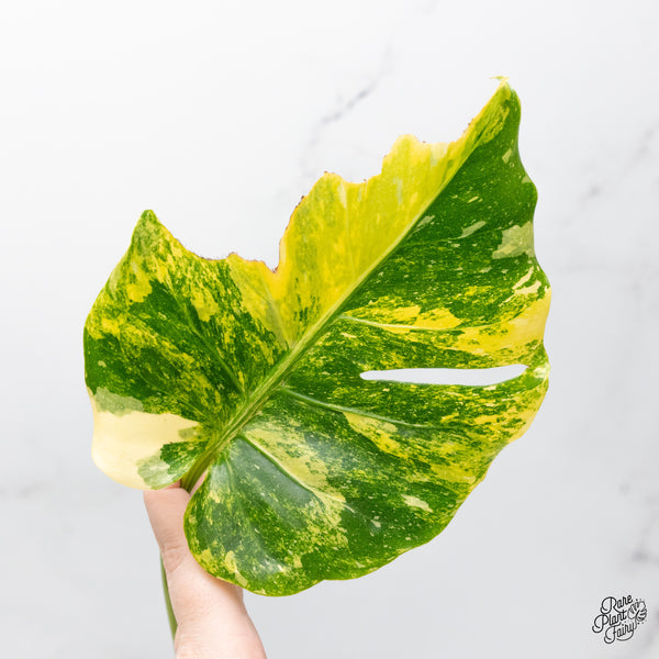 Monstera Deliciosa 'Miracle' (wk51-UA)