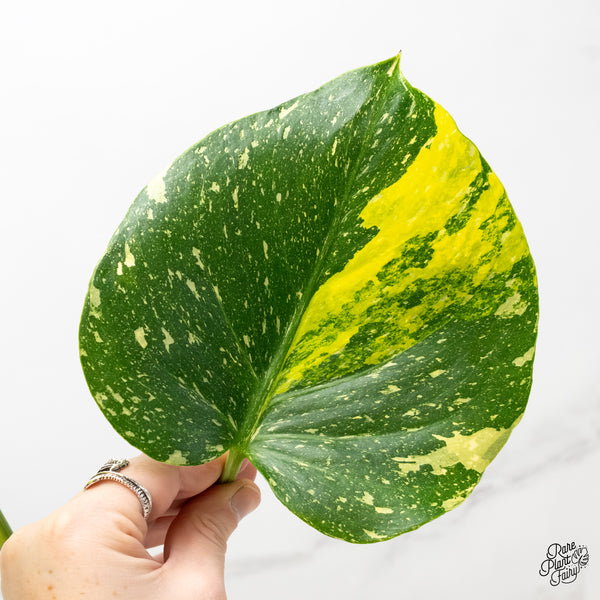 Monstera Deliciosa 'Miracle' (wk5-UT)