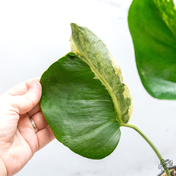 Monstera Deliciosa 'Ocean Mint' (wk46-Z)