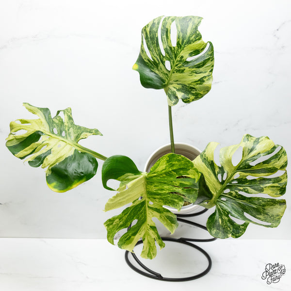 Monstera Deliciosa 'Ocean Mint' (wk48-UM)