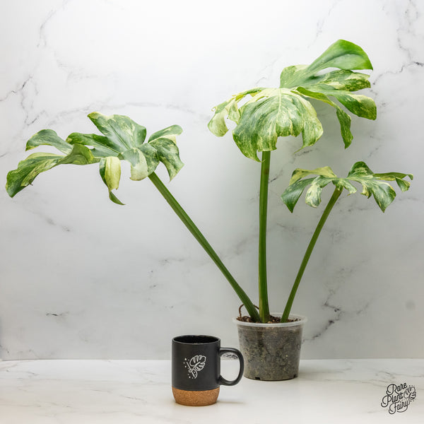 Monstera Deliciosa 'Ocean Mint' (wk49-UG)