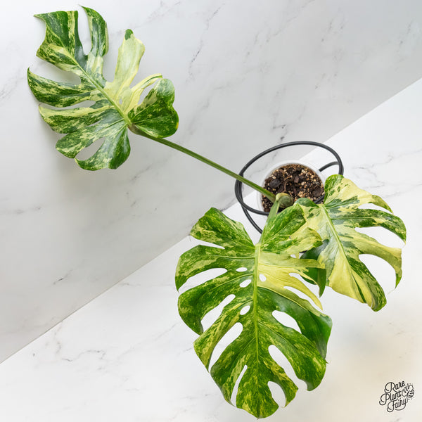 Monstera Deliciosa 'Ocean Mint' (wk50-UN)