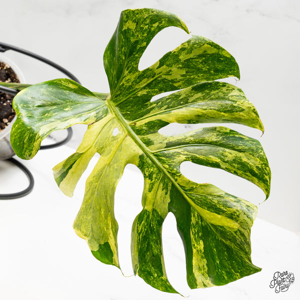 Monstera Deliciosa 'Ocean Mint' (wk50-UN)