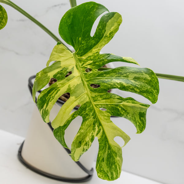 Monstera Deliciosa 'Ocean Mint' (wk6-UO)