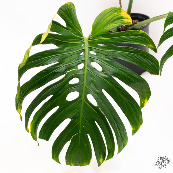 Monstera deliciosa 'Tattoo' *XL* (wk42-A)