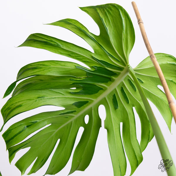 Monstera deliciosa 'Tattoo' *XL* (wk42-A)