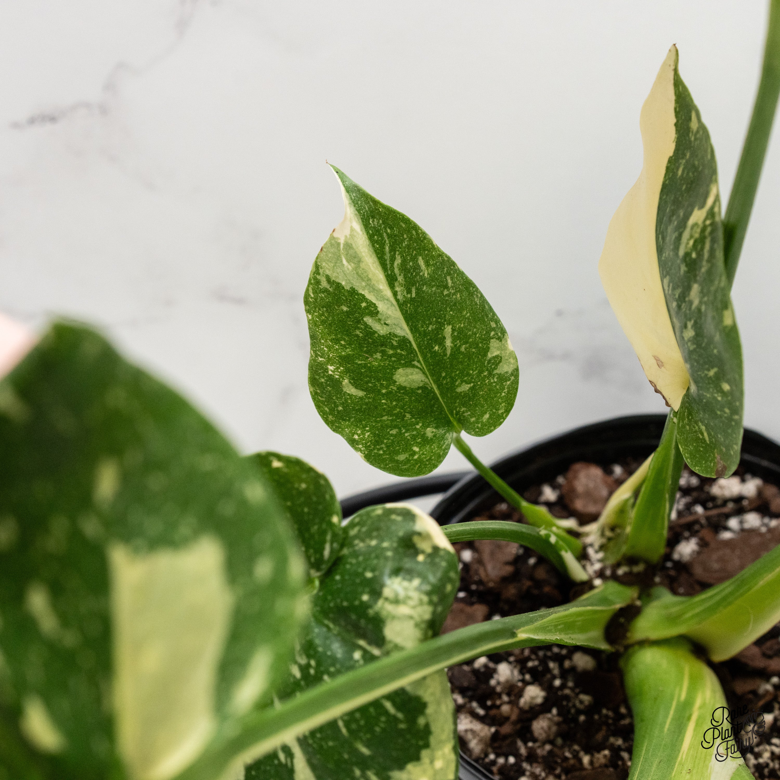 Monstera Deliciosa Thai Constellation Mutation *starlight pattern