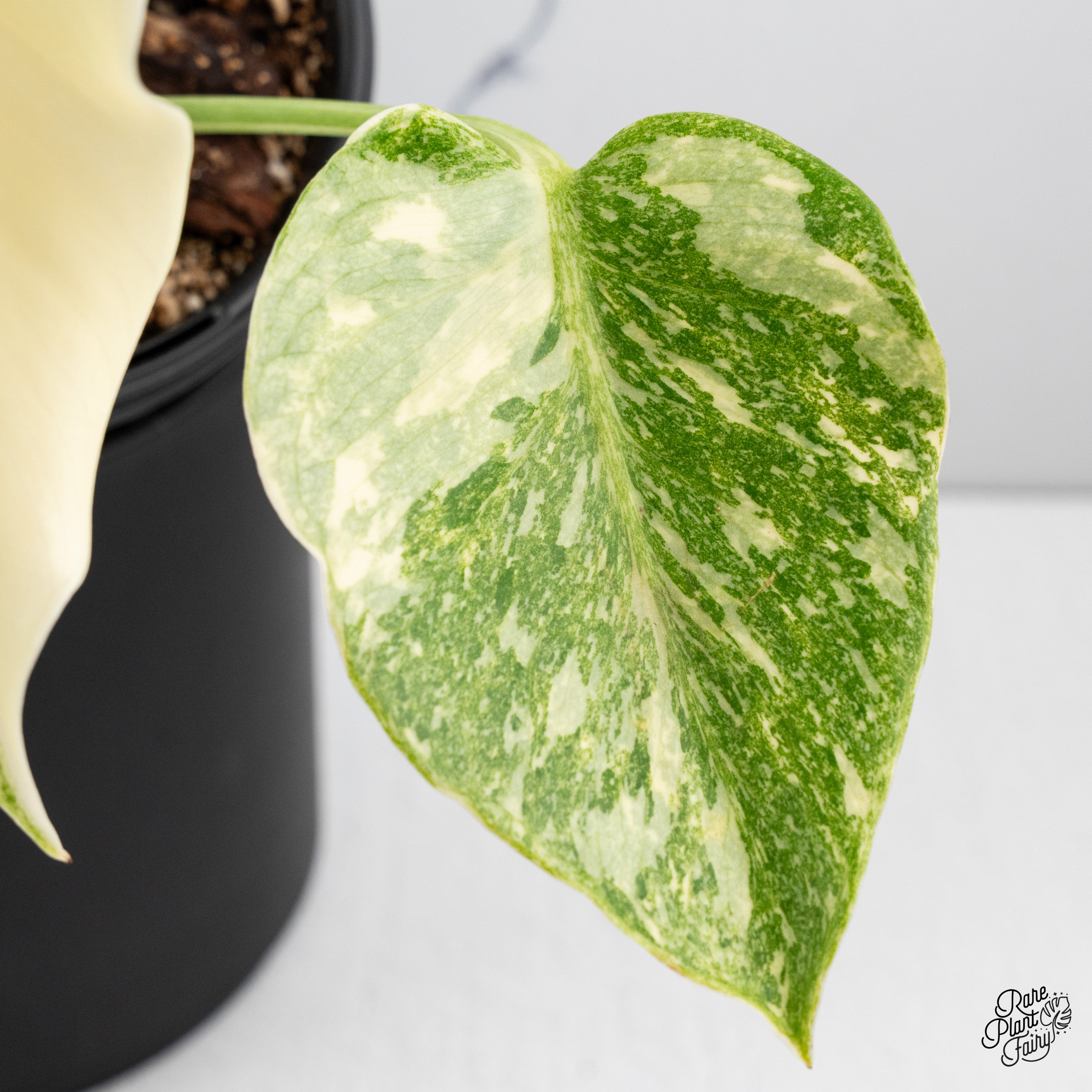 Monstera Deliciosa Thai Constellation Platinum (wk41-B) – Rare