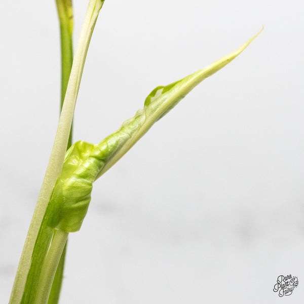 Monstera Deliciosa 'White Lava' (wk50-UE)